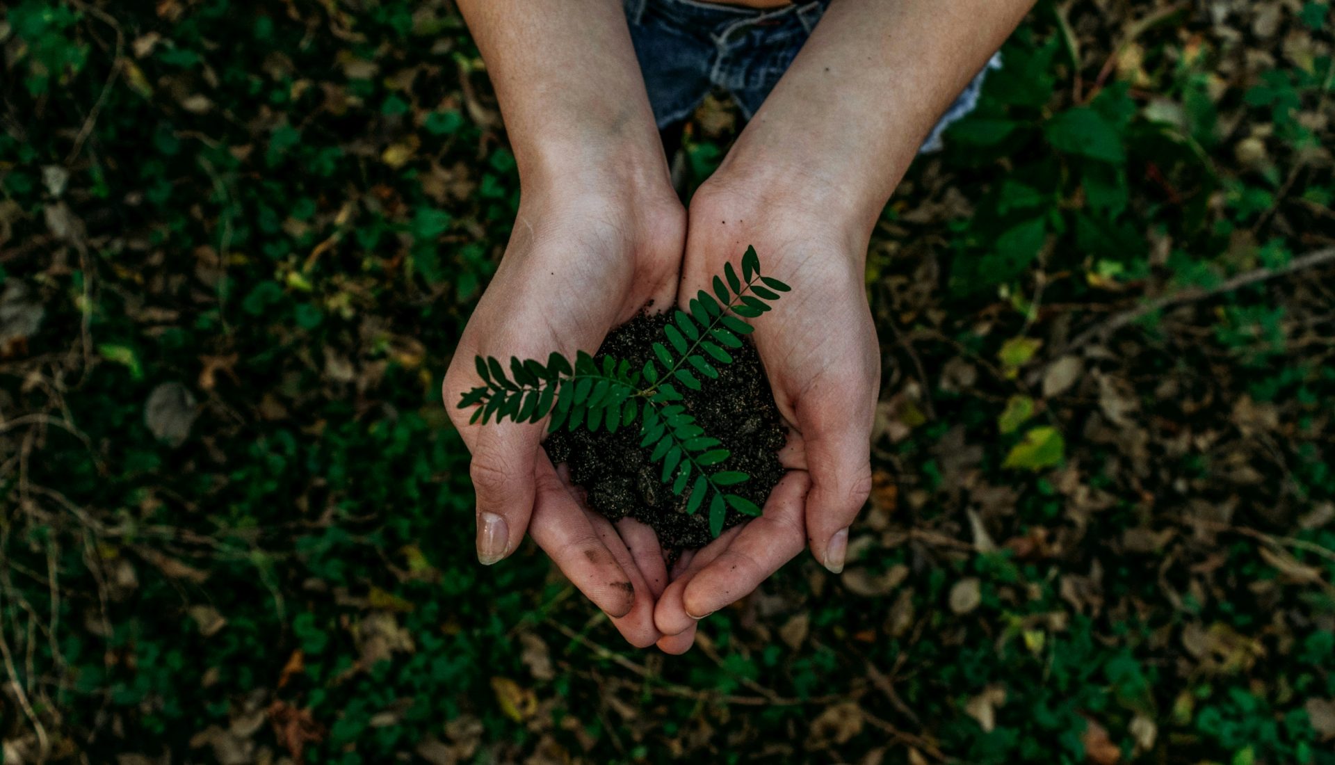 plantes vertes